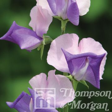 Lathyrus Erewhon em sementes