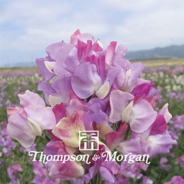 Ervilha de cheiro Prima Ballerina em sementes