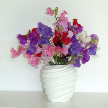 Ervilha de cheiro Winter Sunshine Formula Mix em sementes