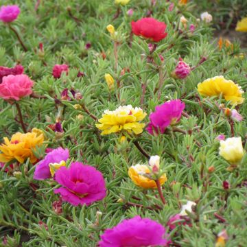 Portulaca grandiflora em sementes Portulaca grandiflora em sementes
