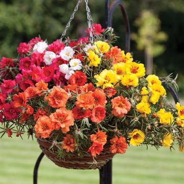 Onze-horas Lazy Daze Mix em sementes