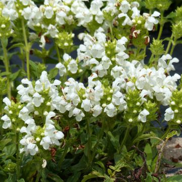 Prunella grandiflora Alba em sementes
