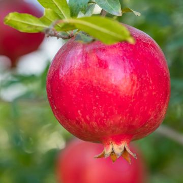 Romãzeira em sementes