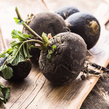 Rábano-preto grosso, redondo, de inverno BIO