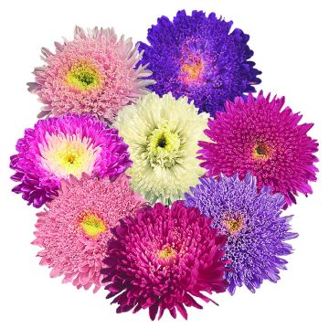 Áster-da-china Standy Mix em sementes