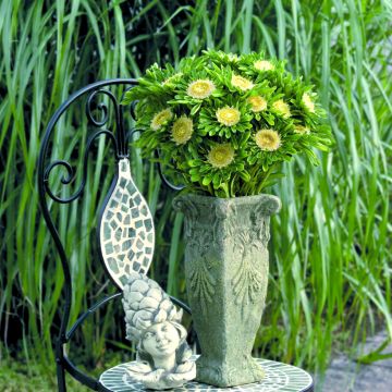 Áster-da-china Hulk em sementes