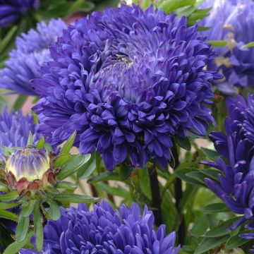 Áster-da-china King Size Mid-Blue em sementes