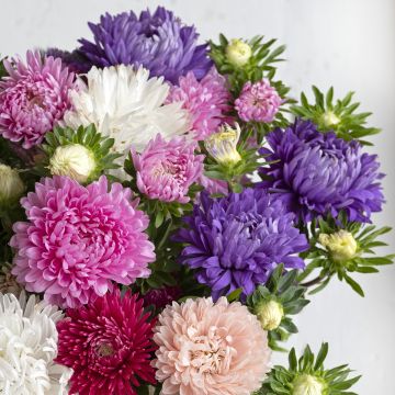 Áster-da-china King Size Mix em sementes Áster-da-china King Size Mix em sementes