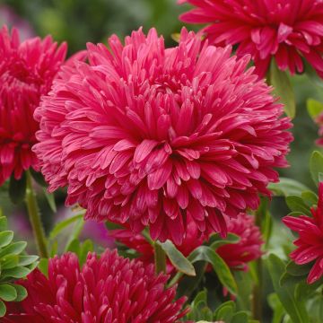 Áster-da-china King Size Red em sementes