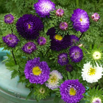 Áster-da-china Matsumoto Blue Ocean Mix em sementes