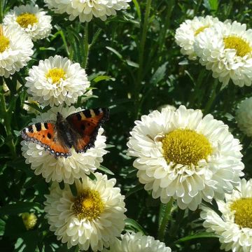 Áster-da-china Matsumoto Field grown Mix biológico em sementes