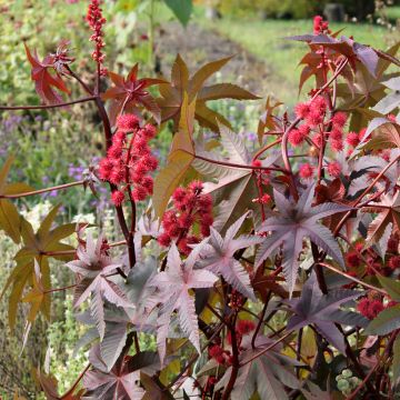 Ricinus communis Impala em sementes - Rícino