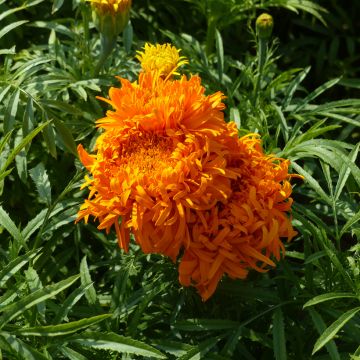Cravo-túnico Fantastic Orange em sementes - Tagetes erecta