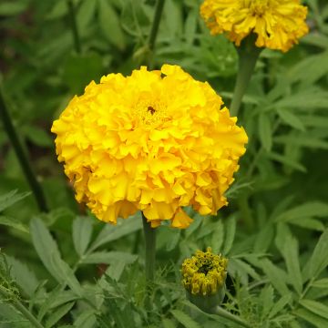 Cravo-túnico Lemon Mum em sementes - Tagetes erecta