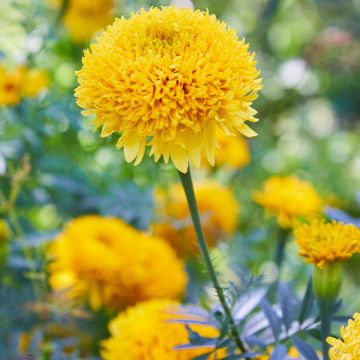 Tagetes Mission Giant Yellow em sementes