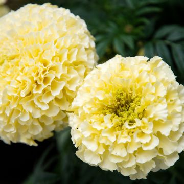 Tagetes erecta Whitegold Max em sementes