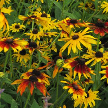 Rudbeckia hirta Gloriosa Daisy em sementes