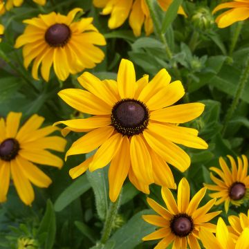 Rudbeckia hirta Marmelade em sementes