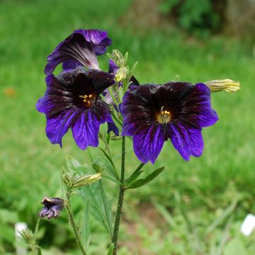 Salpiglossis sinuata Kew Blue em sementes