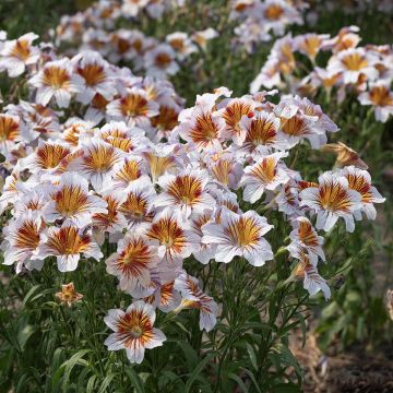 Salpiglossis sinuata Tora Cream em sementes