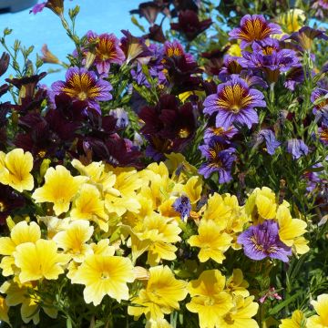 Salpiglossis sinuata Royale F1 Mix em sementes