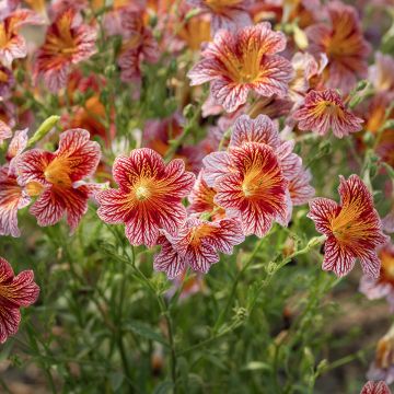 Salpiglossis sinuata Tora Red em sementes