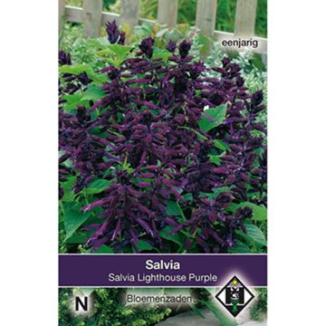 Salvia splendens Lighthouse Purple em sementes