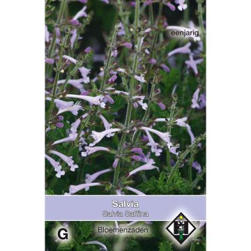 Salvia scabra Saffina em sementes
