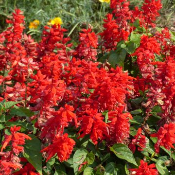 Salvia splendens Blaze Of Fire em sementes Salvia splendens Blaze Of Fire em sementes