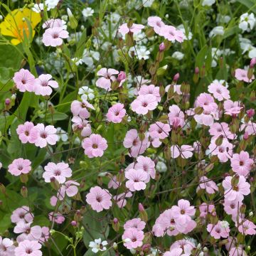 Vaccaria hispanica Pink Beauty biológico em sementes