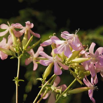 Saponaria officinalis Graciella Pink em sementes Saponaria officinalis Graciella Pink em sementes