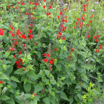 Salvia coccinea em sementes Salvia coccinea em sementes