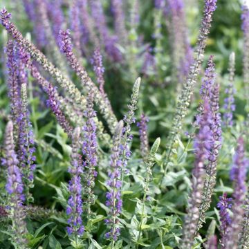 Salvia nemorosa West Friesland em sementes
