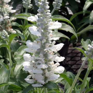 Salvia farinacea Cirrus White em sementes