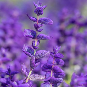 Salvia viridis Blue Monday em sementes Salvia viridis Blue Monday em sementes