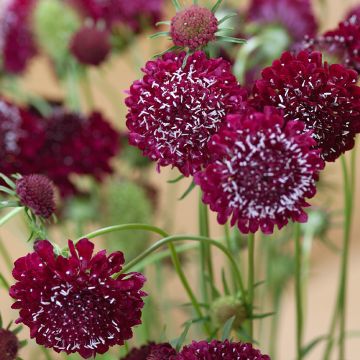 Scabiosa atropurpurea Fire King em sementes