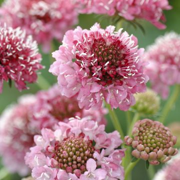 Scabiosa atropurpurea Salmon Queen em sementes
