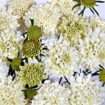 Scabiosa atropurpurea Snowmaiden em sementes