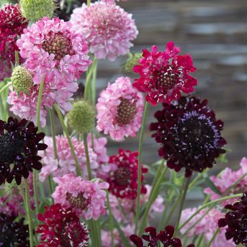 Scabiosa atropurpurea Summer Fruits em sementes Scabiosa atropurpurea Summer Fruits em sementes