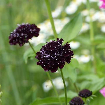 Scabiosa atropurpurea Black Knight em sementes