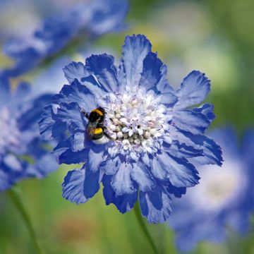 Scabiosa caucasica Fama Deep Blue em sementes