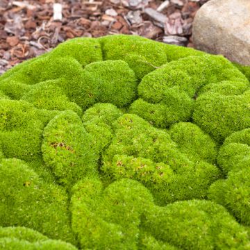 Scleranthus biflorus em sementes