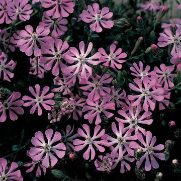 Silene colorata Pink Pirouette em sementes