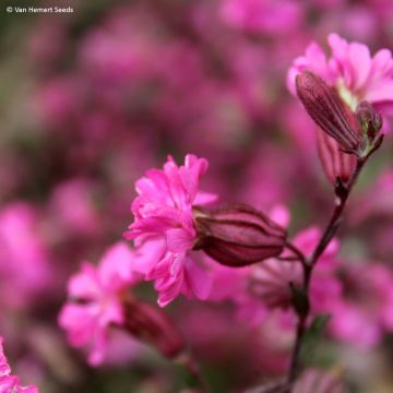 Silene pendula Sibella Carmine em sementes