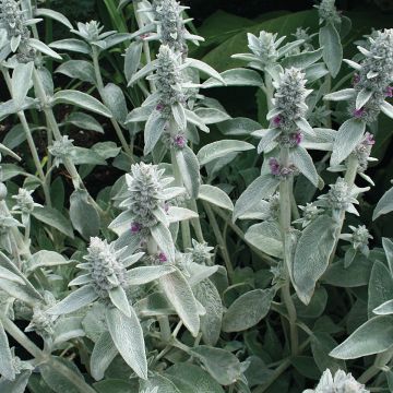 Stachys byzantina em sementes