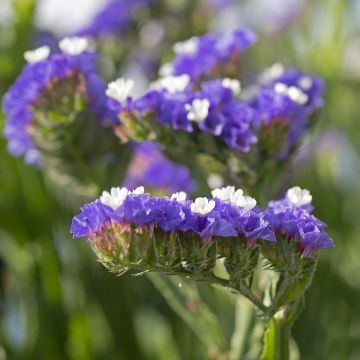 Limonium sinuatum Forever Blue em sementes