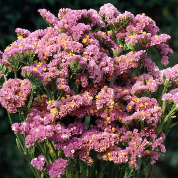 Limonium sinuatum Forever Happy em sementes