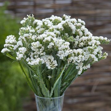 Limonium sinuatum Forever Silver em sementes