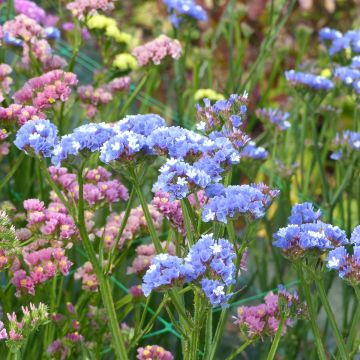 Limonium sinuatum Sky Blue em sementes