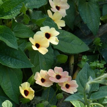 Thunbergia alata Peach Eye em sementes